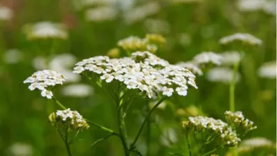 Yarrow Hydrosol: Phytochemical Composition and Use in Cosmetic Formulations